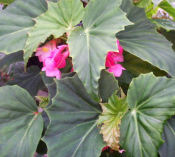 B. ‘Satin Jade’